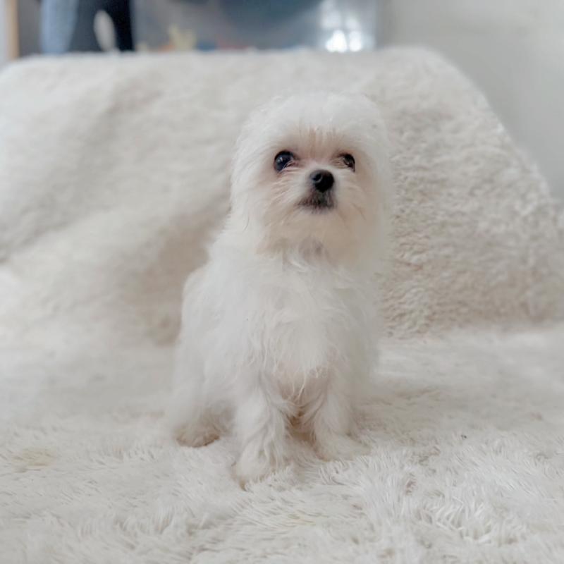 販売中の富山県のミックス犬-431067の2枚目