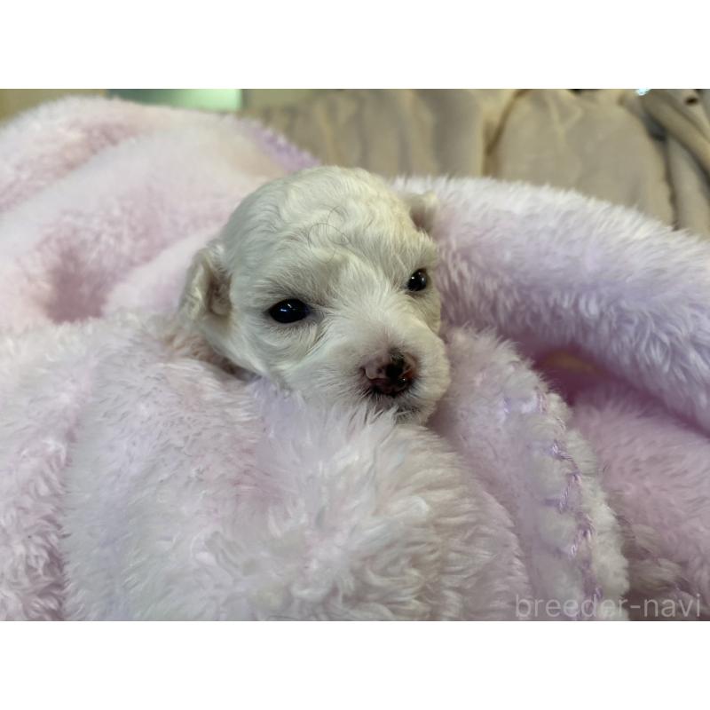 販売中の神奈川県のビションフリーゼ-447917の1枚目