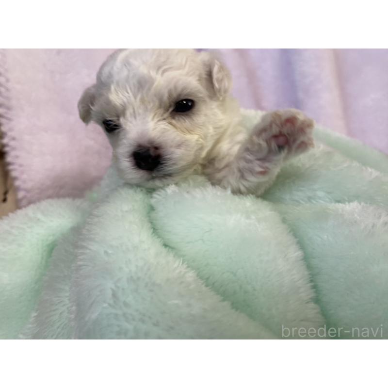 販売中の神奈川県のビションフリーゼ-447918