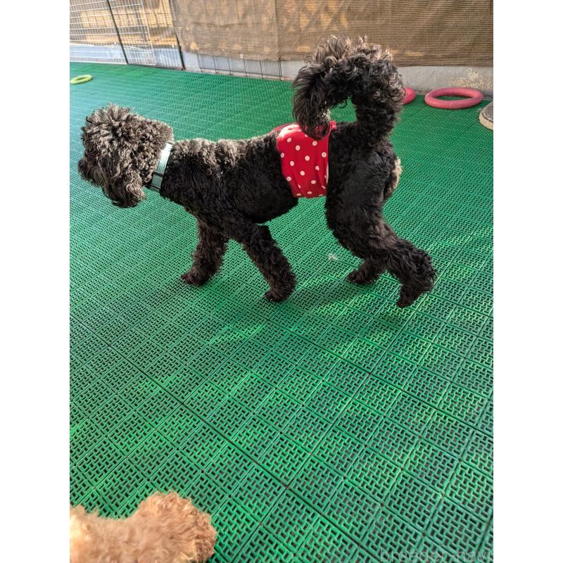 販売中の岡山県のミディアムプードル-437936の2枚目