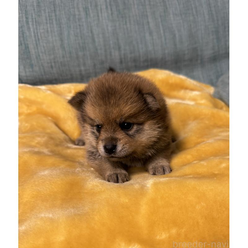 販売中の岡山県のミックス犬-447919の9枚目