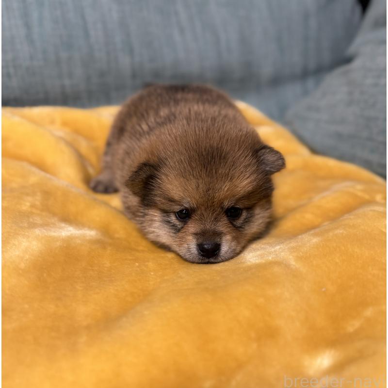 販売中の岡山県のミックス犬-447919の8枚目