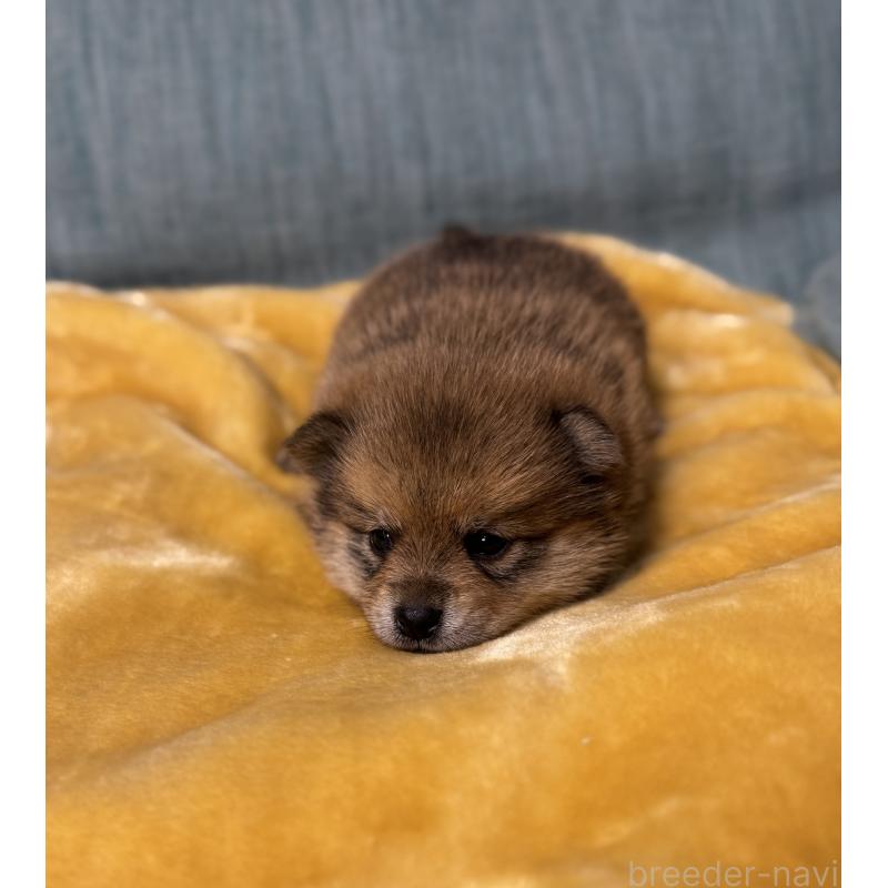 販売中の岡山県のミックス犬-447919の7枚目