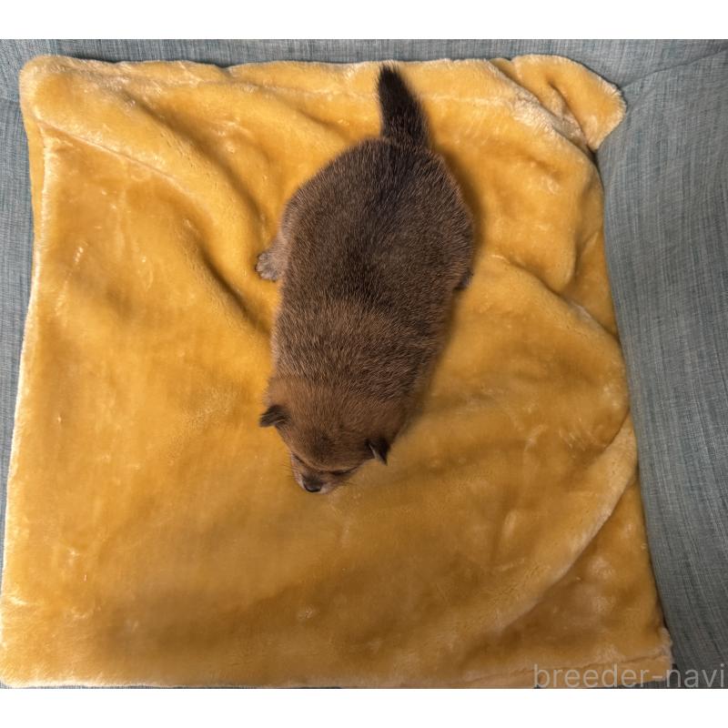 販売中の岡山県のミックス犬-447919の6枚目