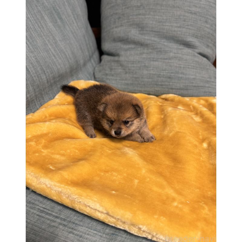 販売中の岡山県のミックス犬-447919の5枚目