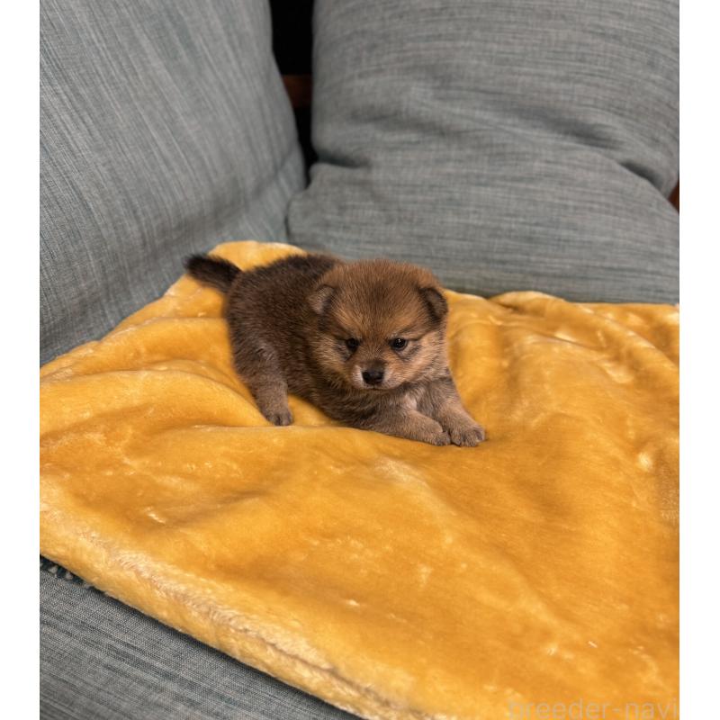 販売中の岡山県のミックス犬-447919の4枚目