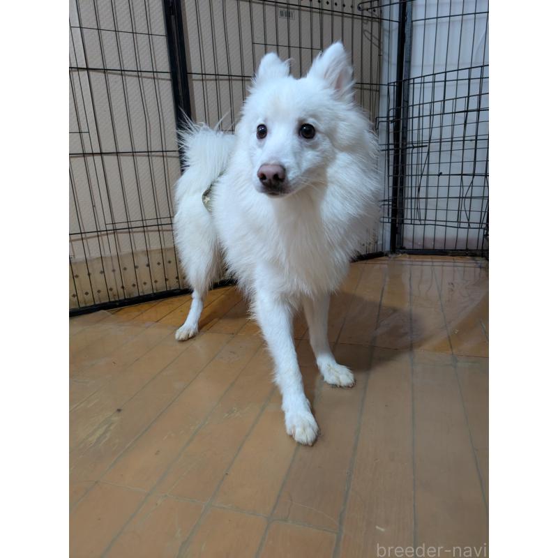 販売中の岡山県の日本スピッツ-447921の5枚目