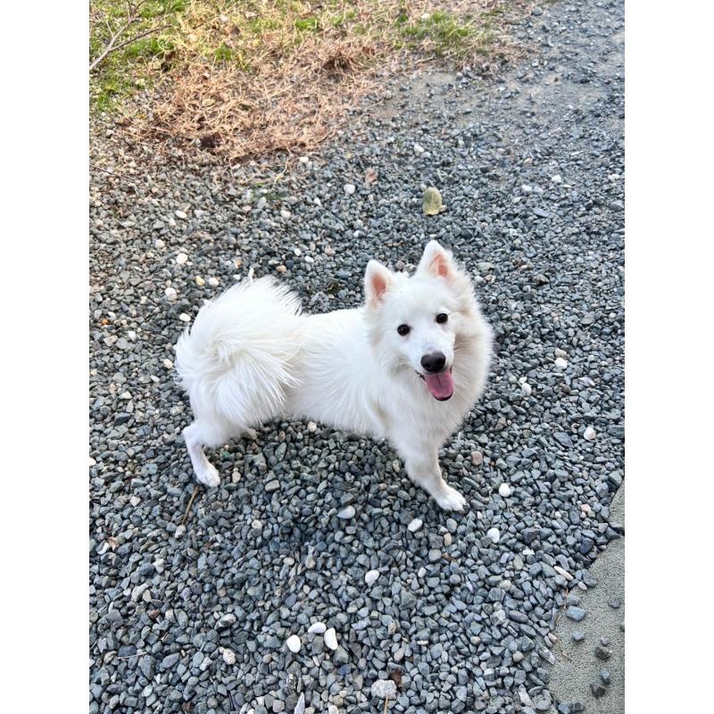 販売中の岡山県の日本スピッツ-447921の4枚目