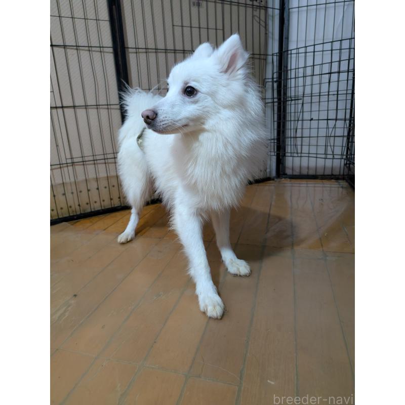 販売中の岡山県の日本スピッツ-447921の3枚目