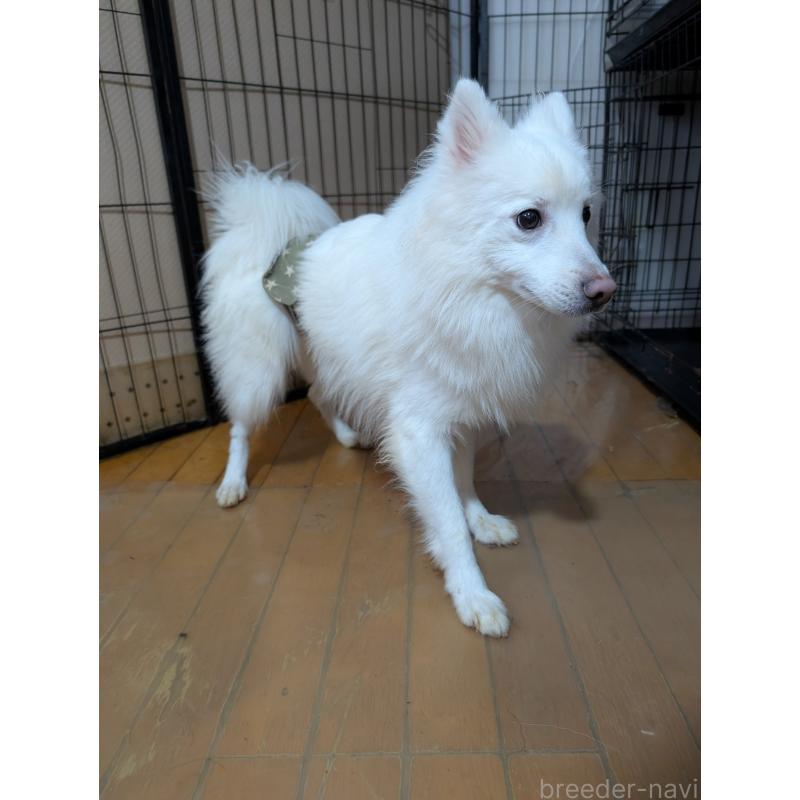 販売中の岡山県の日本スピッツ-447921の2枚目