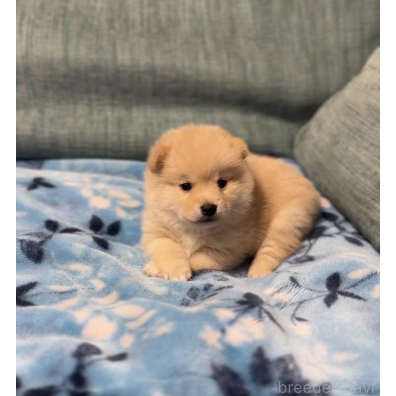 販売中の岡山県のミックス犬-447920の7枚目