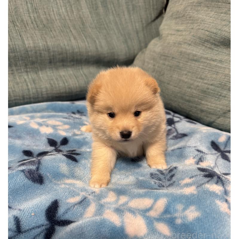 販売中の岡山県のミックス犬-447920の5枚目