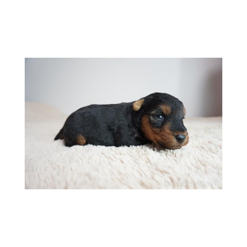 販売中の奈良県のウェルシュテリア-447922の4枚目