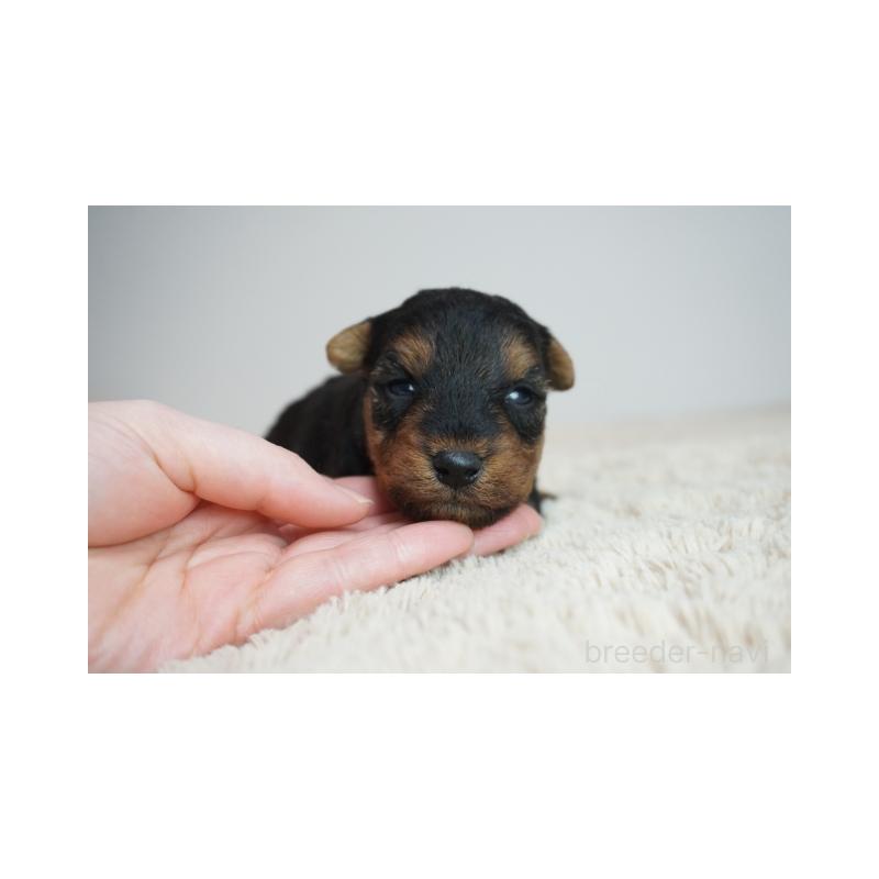 販売中の奈良県のウェルシュテリア-447922の2枚目