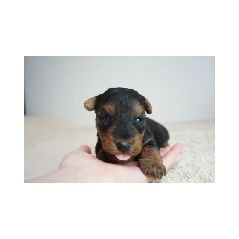 販売中の奈良県のウェルシュテリア-447922の3枚目