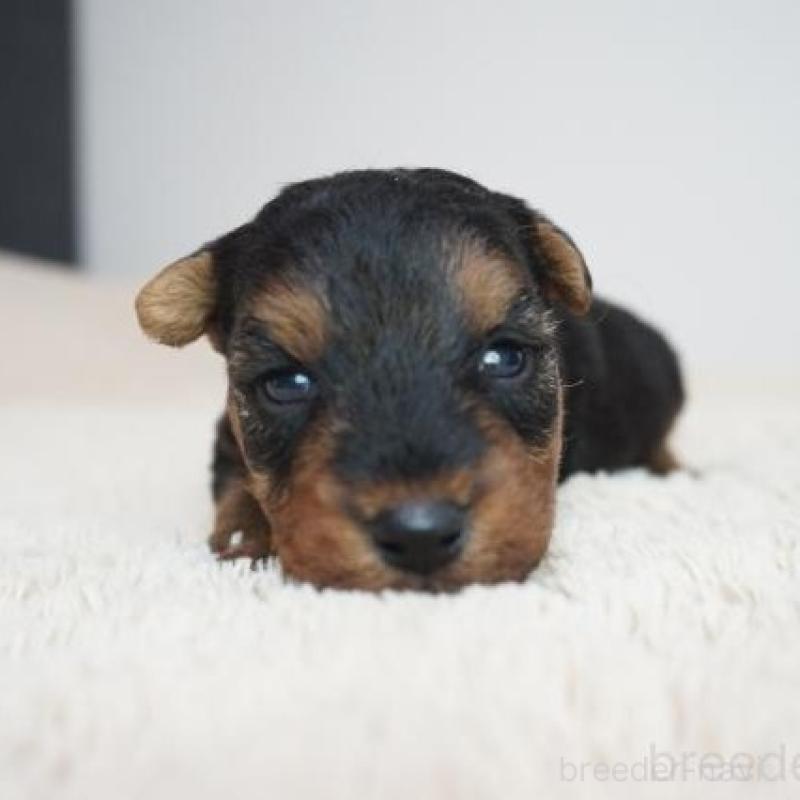 販売中の奈良県のウェルシュテリア-447922