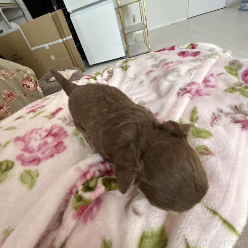 販売中の岐阜県のチワワ(ロングコート)-447923の6枚目