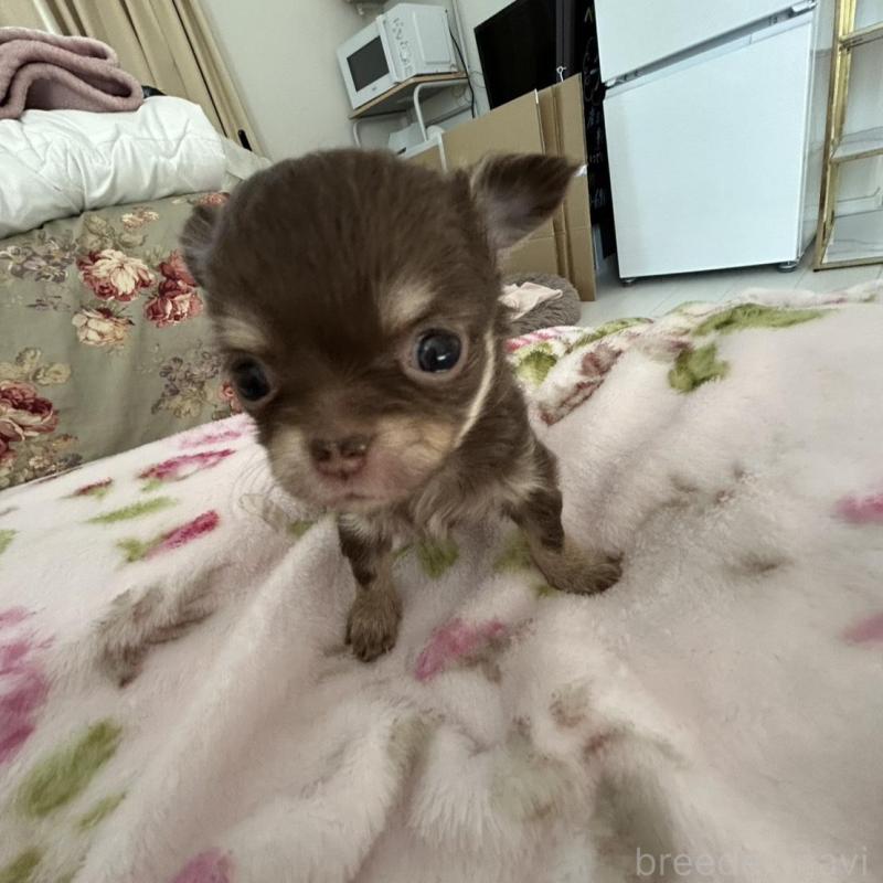 販売中の岐阜県のチワワ(ロングコート)-447923の5枚目