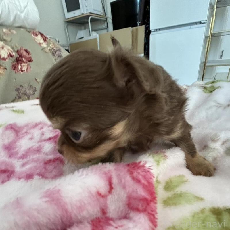 販売中の岐阜県のチワワ(ロングコート)-447923の4枚目