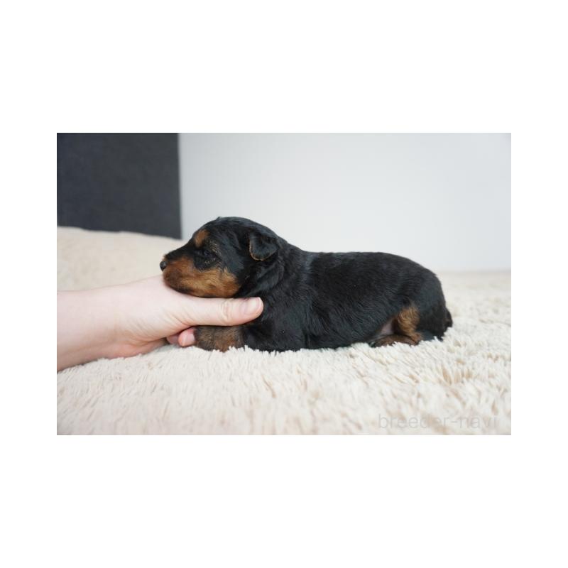 販売中の奈良県のウェルシュテリア-447925の4枚目