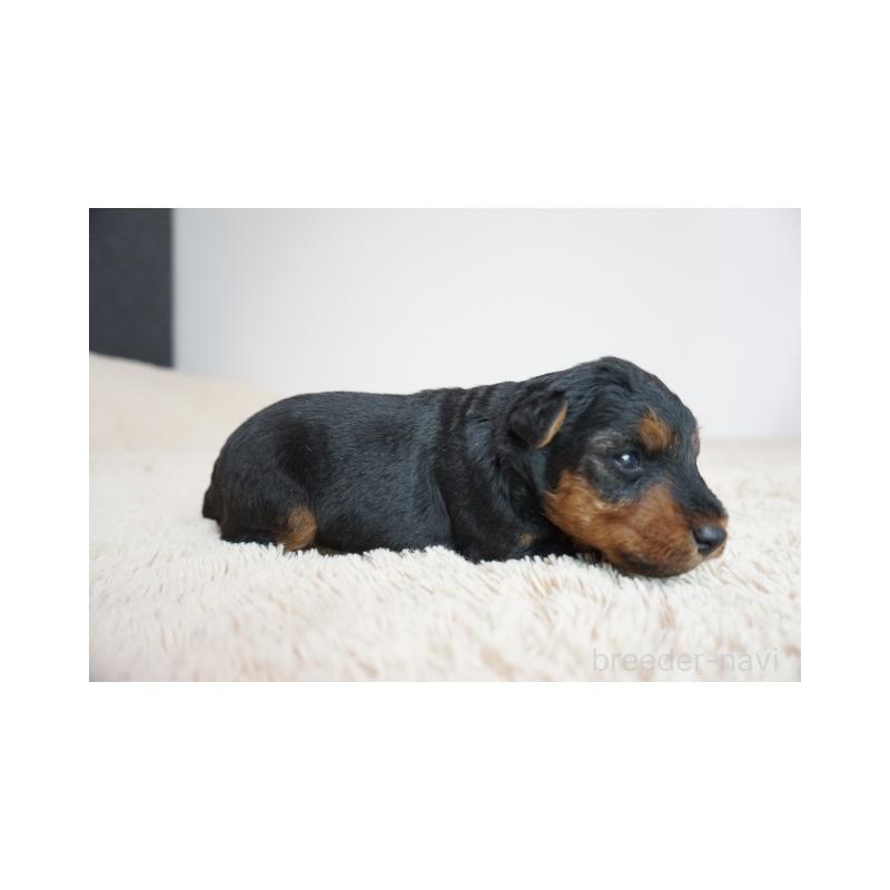 販売中の奈良県のウェルシュテリア-447925の5枚目