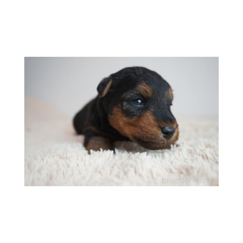 販売中の奈良県のウェルシュテリア-447925の3枚目