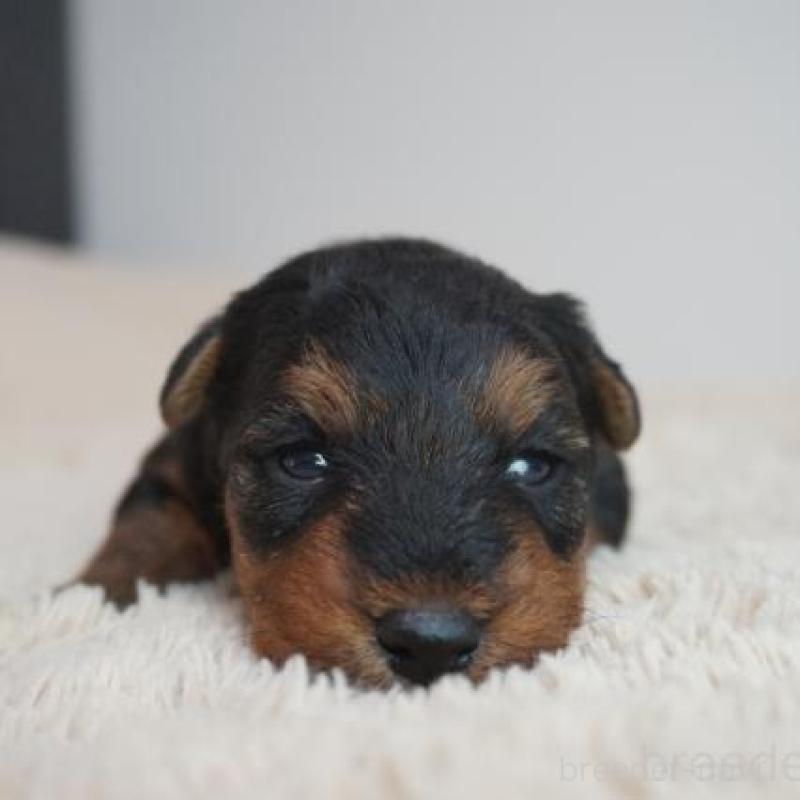 販売中の奈良県のウェルシュテリア-447925の1枚目