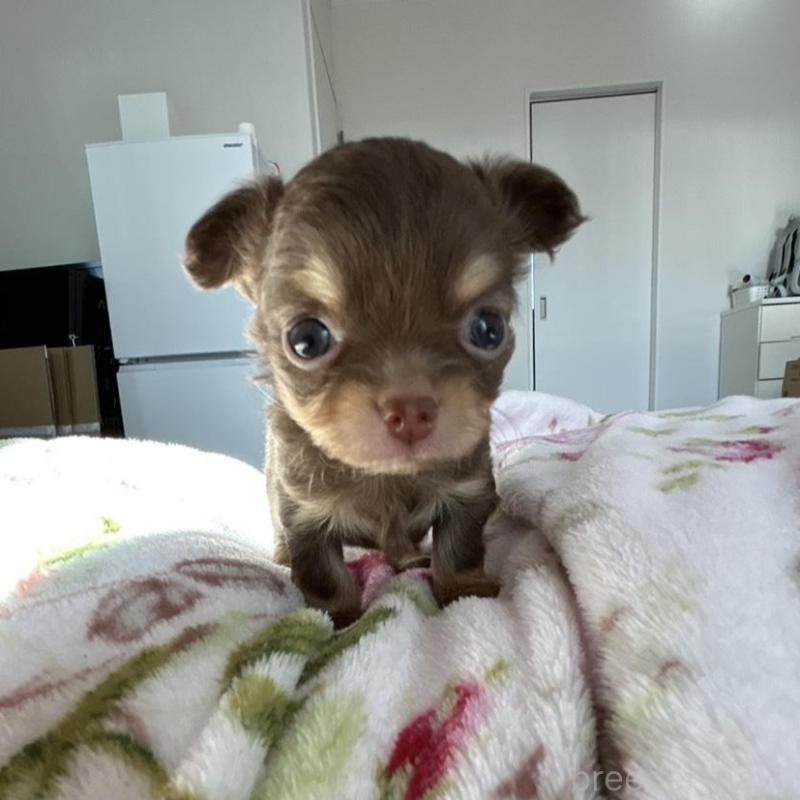 販売中の岐阜県のチワワ(ロングコート)-447924