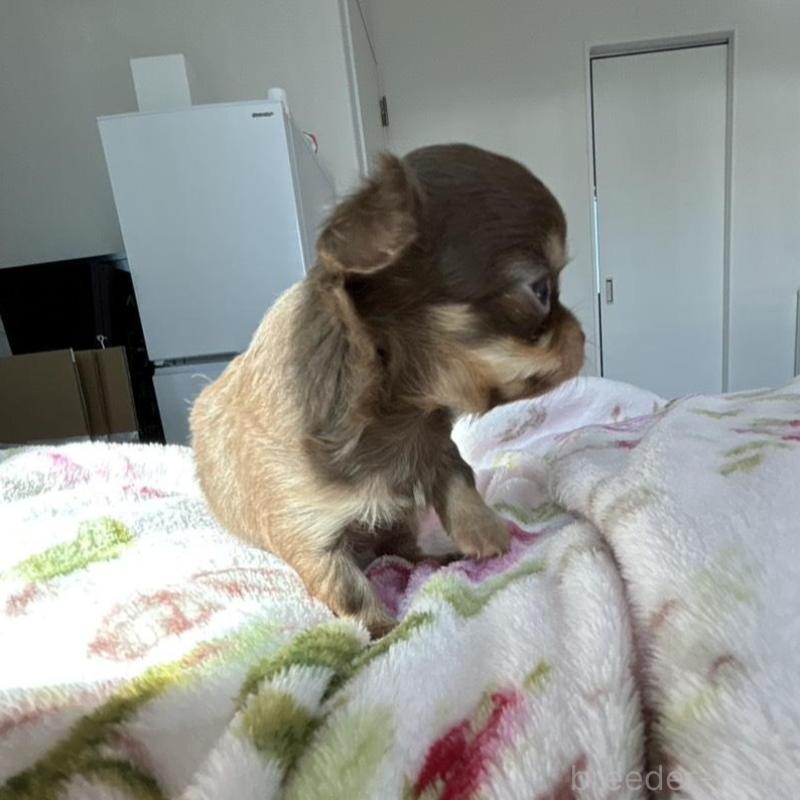 販売中の岐阜県のチワワ(ロングコート)-447924の5枚目