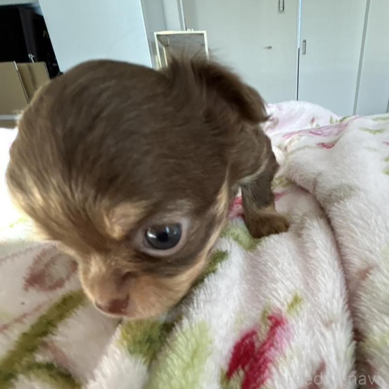 販売中の岐阜県のチワワ(ロングコート)-447924の4枚目