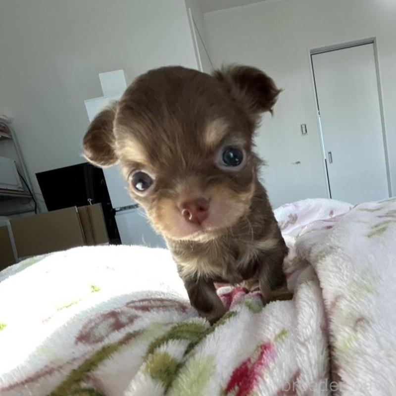 販売中の岐阜県のチワワ(ロングコート)-447924の2枚目