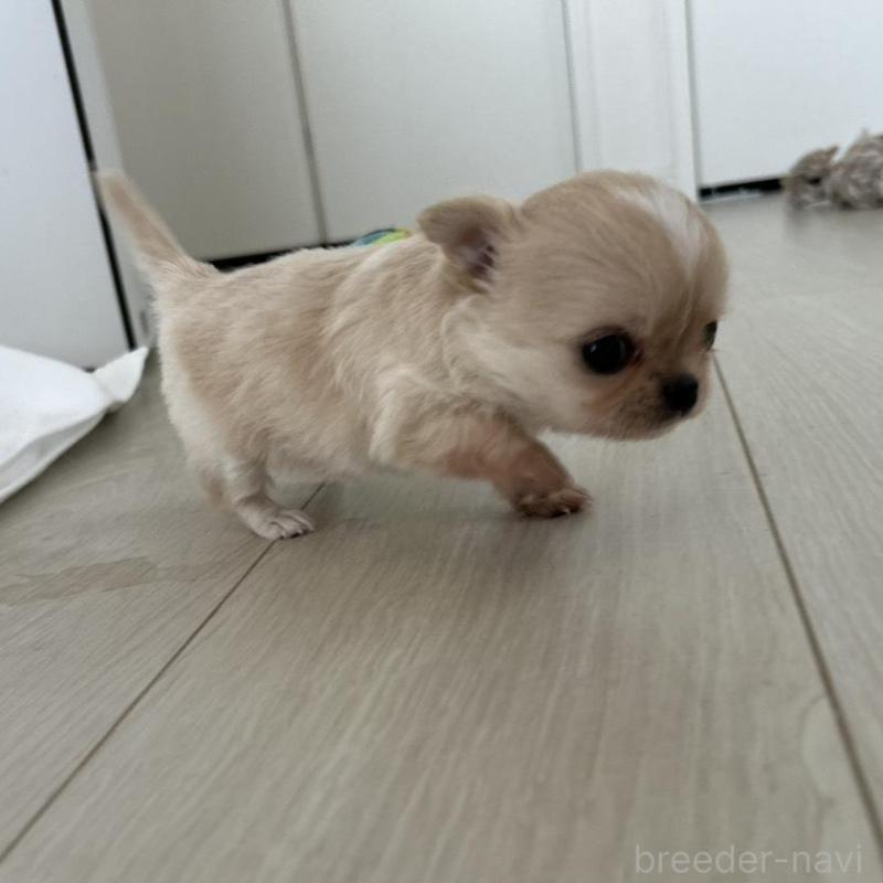 販売中の岐阜県のチワワ(ロングコート)-447926の9枚目