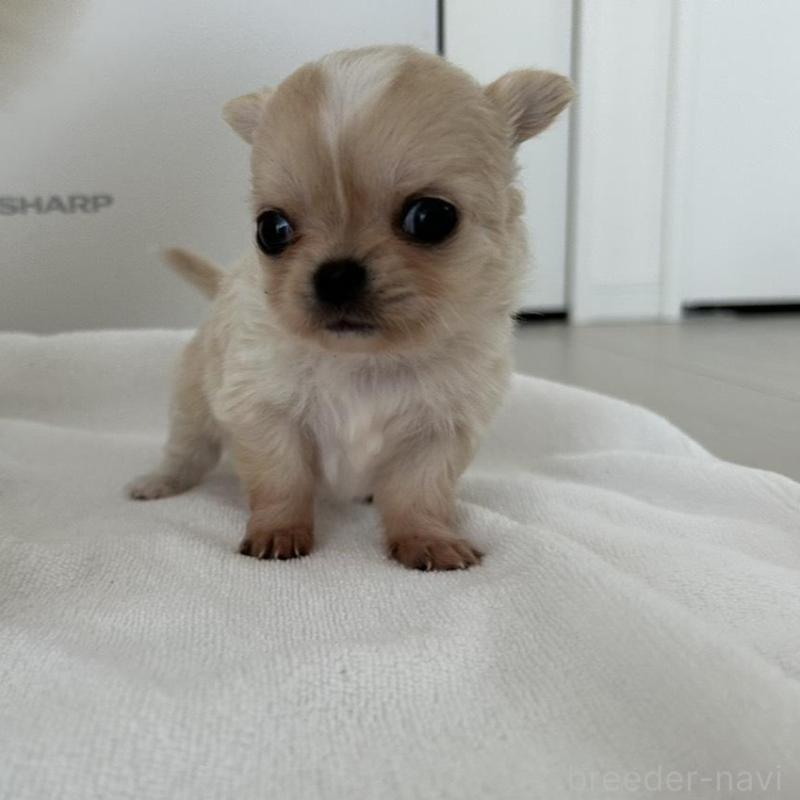 販売中の岐阜県のチワワ(ロングコート)-447926の7枚目