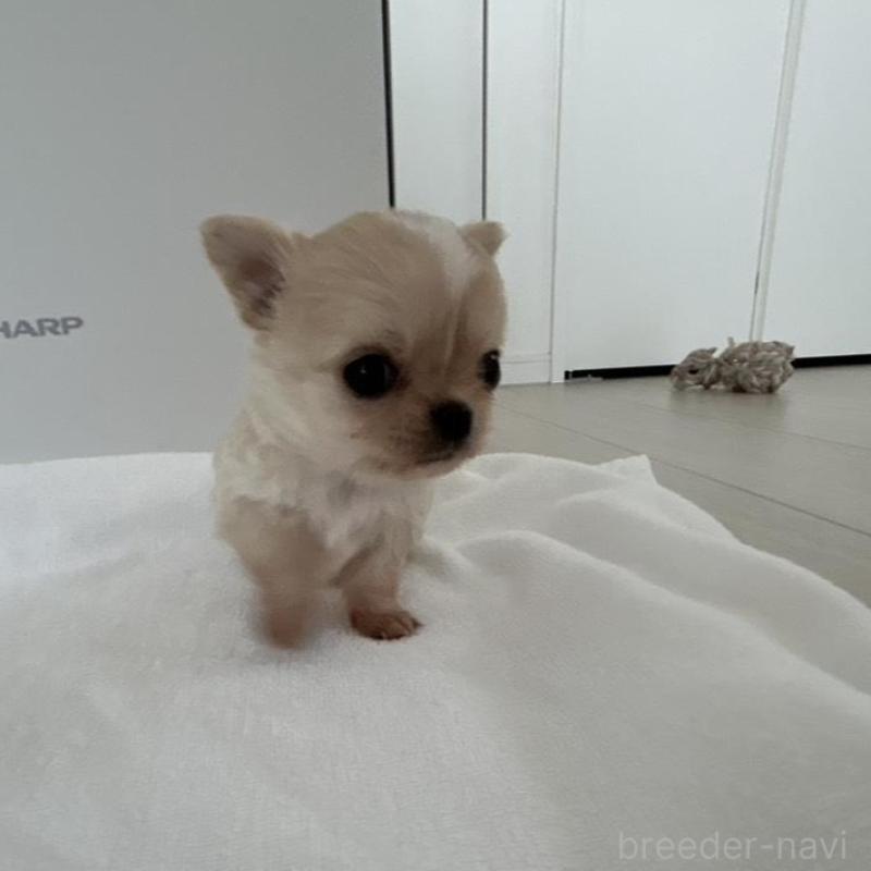 販売中の岐阜県のチワワ(ロングコート)-447926の6枚目