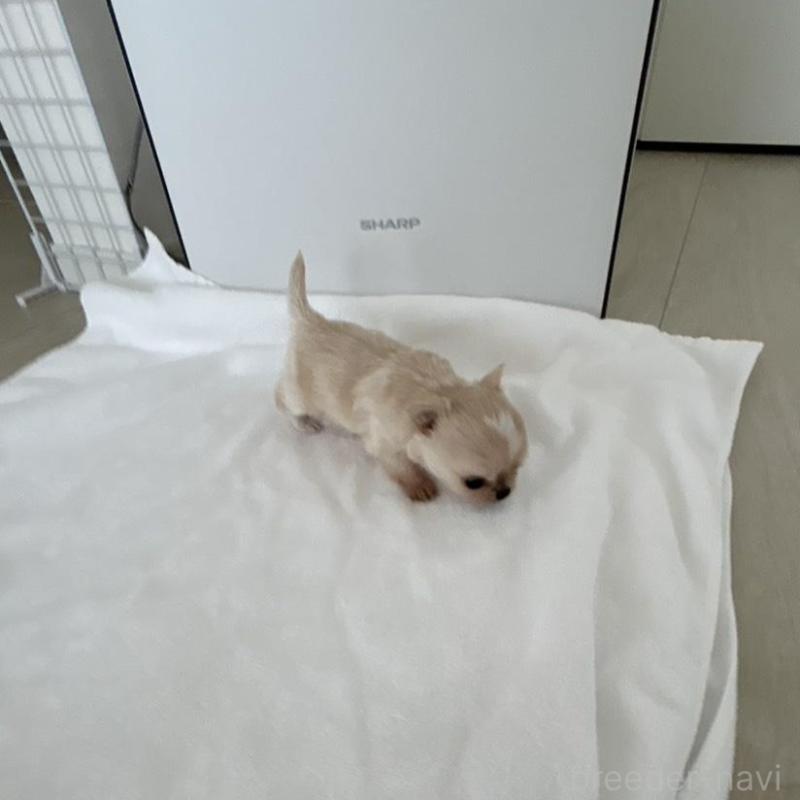 販売中の岐阜県のチワワ(ロングコート)-447926の5枚目