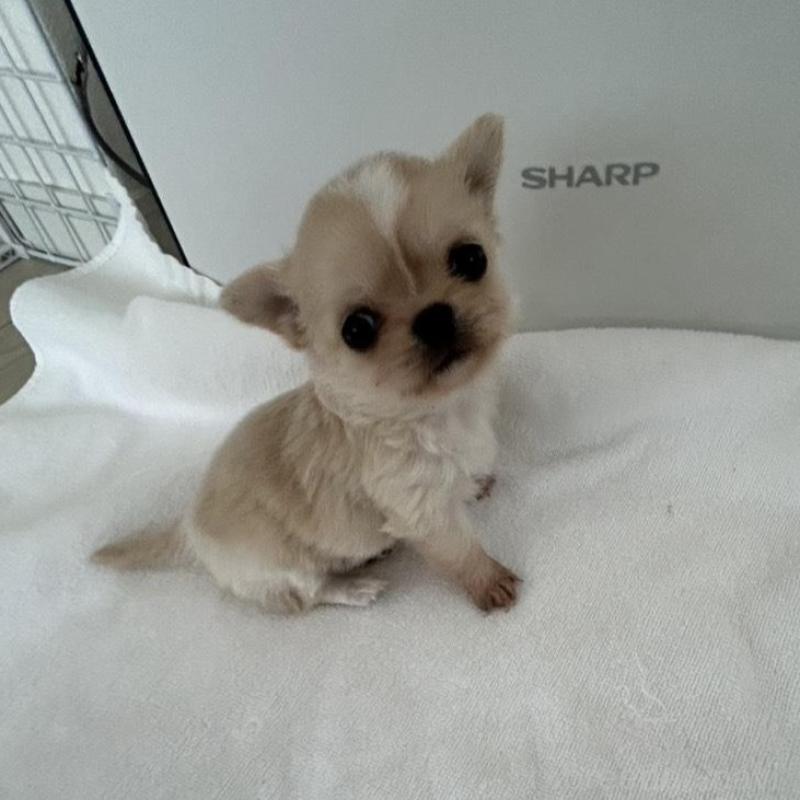 販売中の岐阜県のチワワ(ロングコート)-447926の3枚目