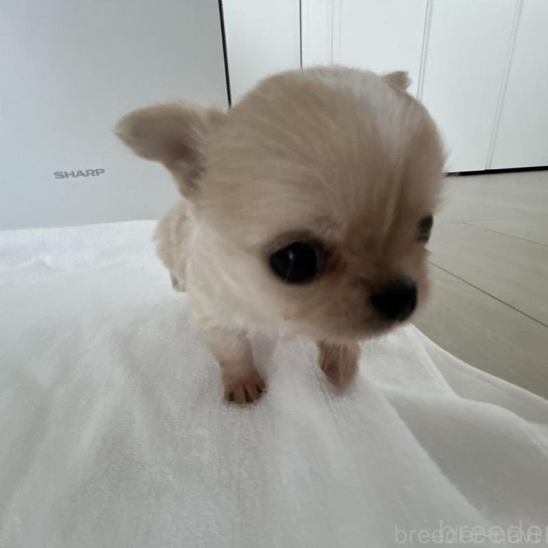 販売中の岐阜県のチワワ(ロングコート)-447926の2枚目