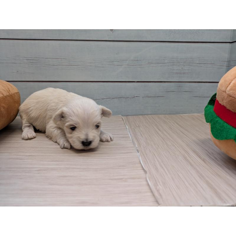 販売中の茨城県のミックス犬-447931の3枚目