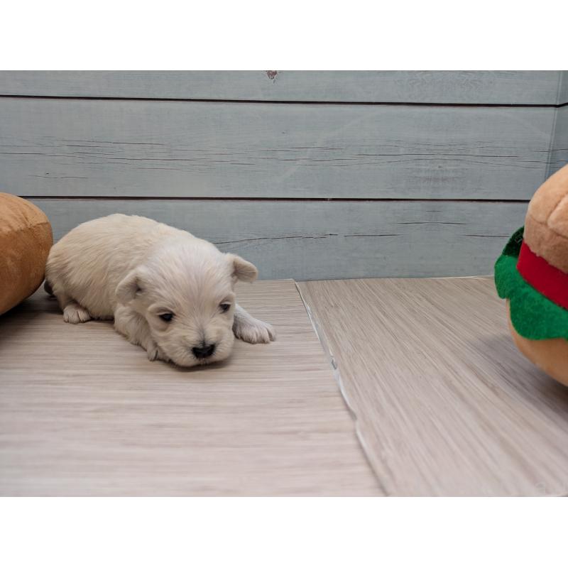 販売中の茨城県のミックス犬-447931の2枚目