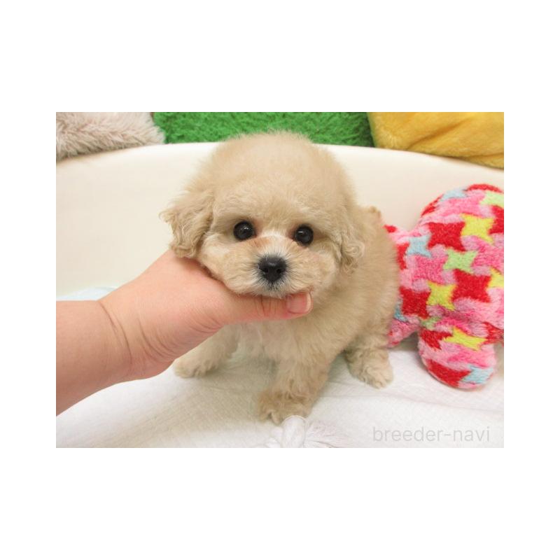 販売中の大阪府のトイプードル-447928の2枚目