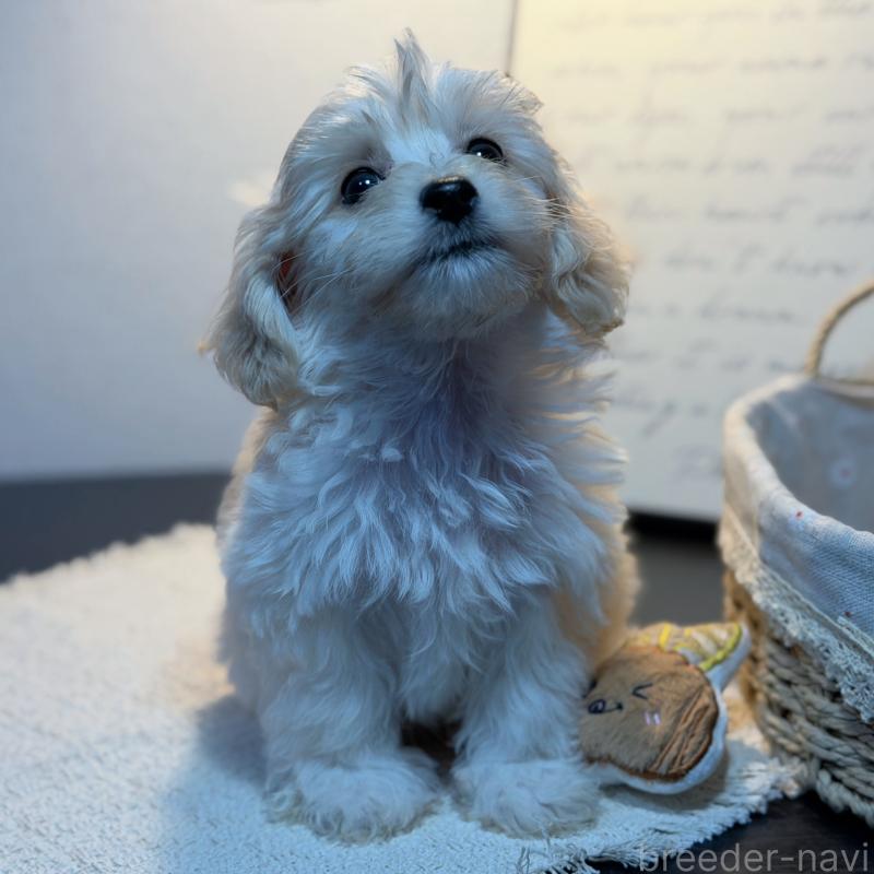 販売中の埼玉県のマルプー:マルチーズ×トイプードル-448115の5枚目