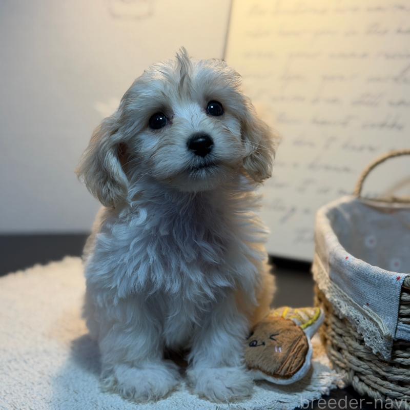 販売中の埼玉県のマルプー:マルチーズ×トイプードル-448115