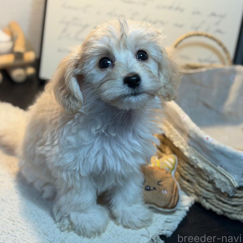 販売中の埼玉県のマルプー:マルチーズ×トイプードル-448115の4枚目