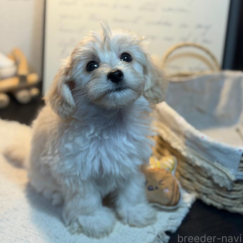 販売中の埼玉県のマルプー:マルチーズ×トイプードル-448115の3枚目