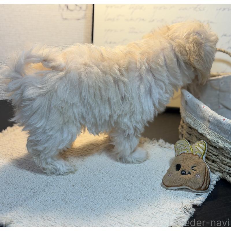 販売中の埼玉県のマルプー:マルチーズ×トイプードル-448115の2枚目