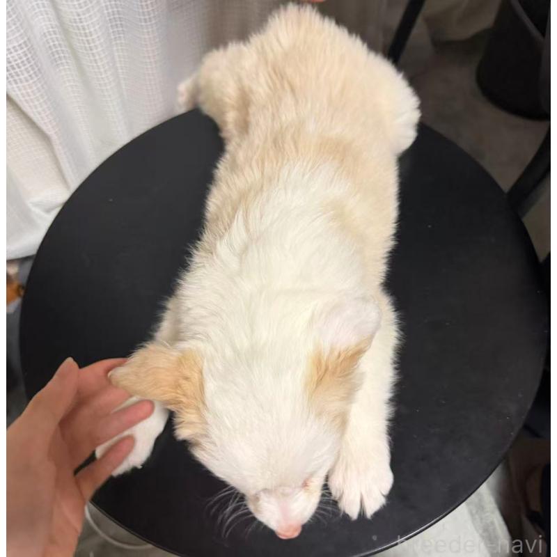 販売中の埼玉県のボーダーコリー-448116の7枚目