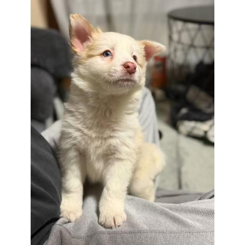 販売中の埼玉県のボーダーコリー-448116の6枚目