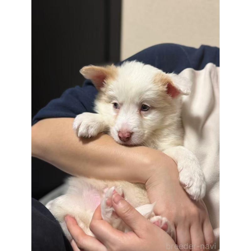 販売中の埼玉県のボーダーコリー-448116の4枚目