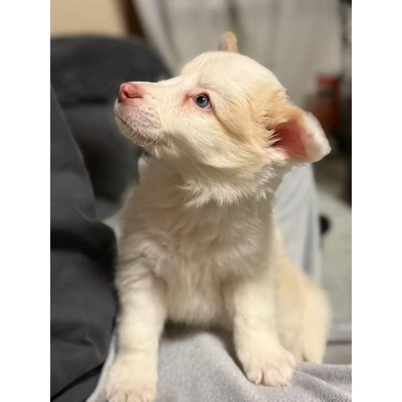 販売中の埼玉県のボーダーコリー-448116の3枚目