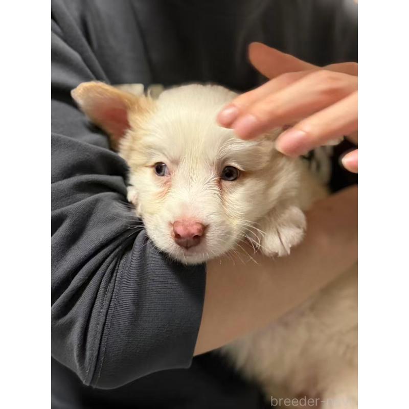 販売中の埼玉県のボーダーコリー-448116の2枚目